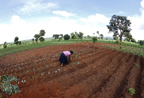 Malawian subsistence farmer Rozaria Hamiton plants sweet potatoes near the capital Lilongwe, Malawi February 1, 2016. Late rains in Malawi threaten the staple maize crop and have pushed prices to record highs.About 14 million people face hunger in Southern Africa because of a drought that has been exacerbated by an El Nino weather pattern, according to the United Nations World Food Programme (WFP). Picture taken with fish eye lens. REUTERS/Mike Hutchings - D1BESKNICJAA