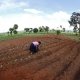 Malawian subsistence farmer Rozaria Hamiton plants sweet potatoes near the capital Lilongwe, Malawi February 1, 2016. Late rains in Malawi threaten the staple maize crop and have pushed prices to record highs.About 14 million people face hunger in Southern Africa because of a drought that has been exacerbated by an El Nino weather pattern, according to the United Nations World Food Programme (WFP). Picture taken with fish eye lens. REUTERS/Mike Hutchings - D1BESKNICJAA